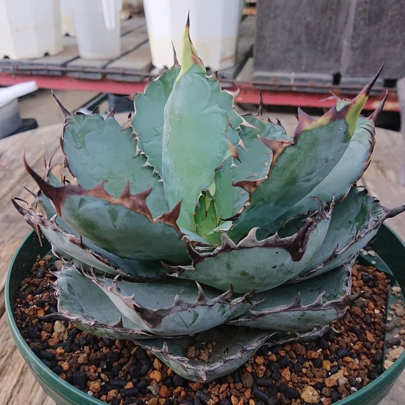 no.6 アガベ チタノタ ブラックアンドブルー 子株付き Agave titanota b