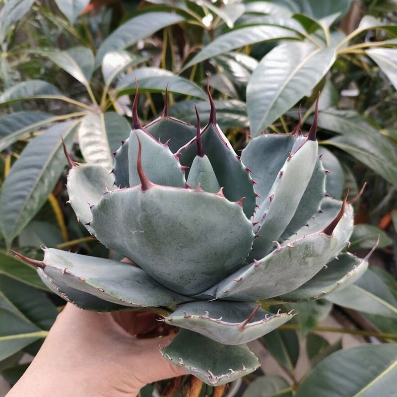 アガベ パリー トランカータ agave parryi truncata P2 | Mello 