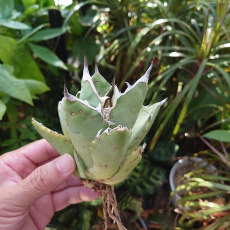アガベ チタノタ オアハカ Agave titanota Oaxaca 13