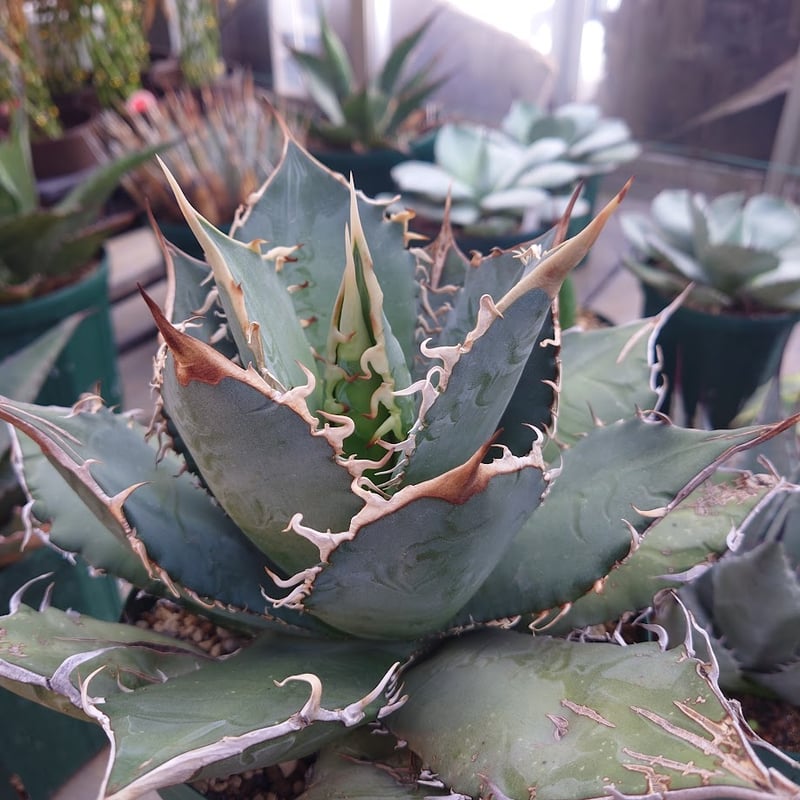 アガベ チタノタ オアハカ Agave titanota Oaxaca 20 | Mellow アガベ チタノタ オアハカ Agave titanota Oaxaca 20 | Mellow