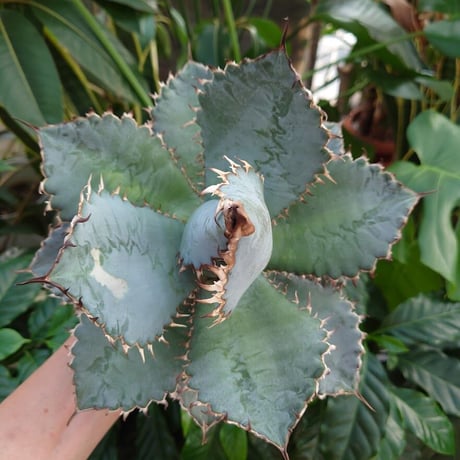 アガベ チタノタ ライオンズメーン メイン Agave titanota Lion's Mane  L8