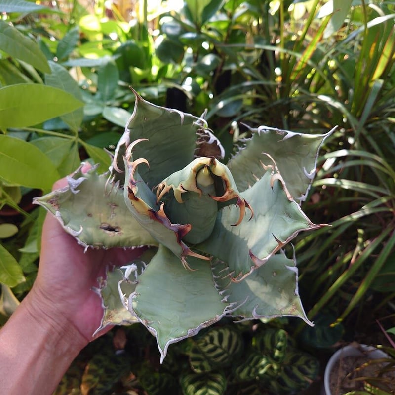アガベ チタノタ オアハカ Agave titanota Oaxaca 19 アガベ チタノタ オアハカ Agave titanota Oaxaca 14 | Mellow