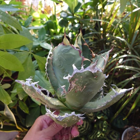 アガベ チタノタ オアハカ Agave titanota Oaxaca 19