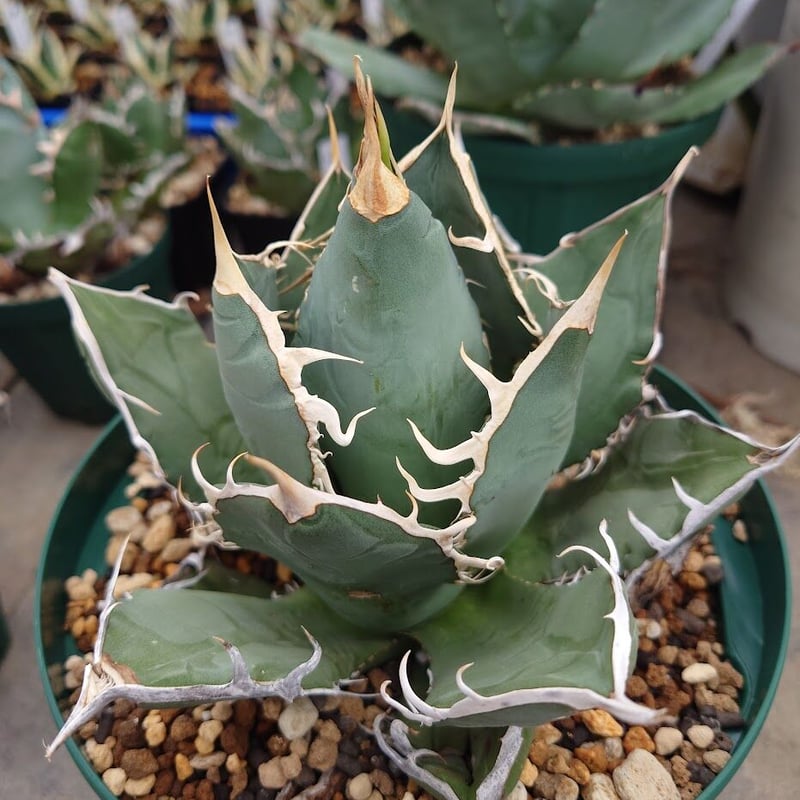 アガベ チタノタ オアハカ Agave titanota Oaxaca 18