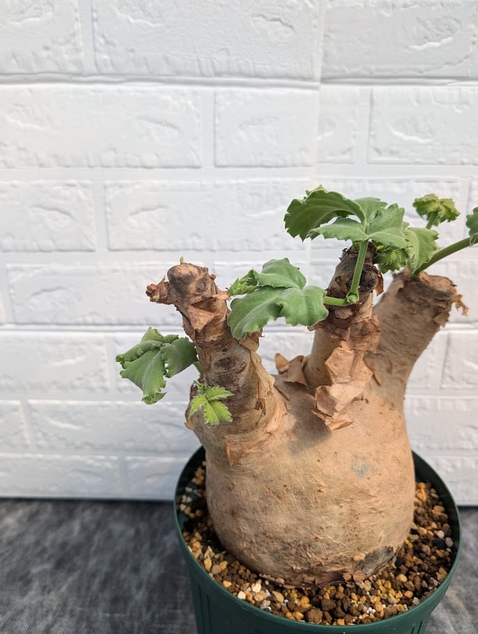 ヘ8376 「塊根植物】キフォステンマ マクロプス 抜き苗【9/15