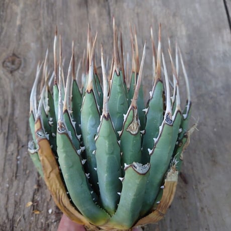 アガベ ユタエンシス ネバデンシス 2 Agave uthaensis var. nevadensis