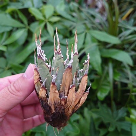 アガベ ユタエンシス ネバデンシス YN2 Agave uthaensis var. nevadensis
