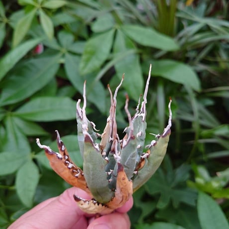 アガベ ユタエンシス ネバデンシス YN1 Agave uthaensis var. nevadensis