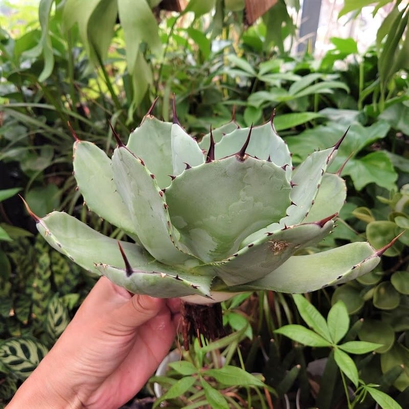 アガベ　パリー　トランカータ　中株　Agave parryi truncata アガベ パリー トランカータ agave parryi truncata P2 | Mello