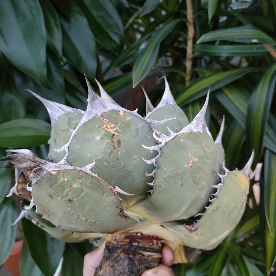 アガベ チタノタ オアハカ Agave titanota Oaxaca 3 | Mellow