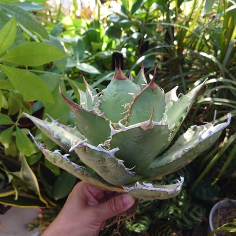 アガベ チタノタ オアハカ Agave titanota Oaxaca 20
