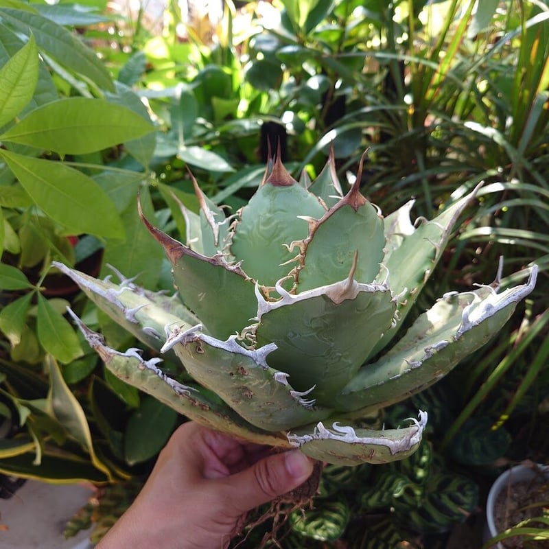 アガベ チタノタ オアハカ Agave titanota Oaxaca 19 アガベ チタノタ オアハカ Agave titanota Oaxaca 20 | Mellow