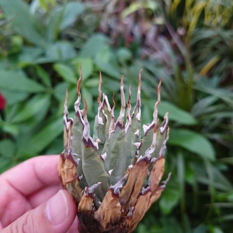 アガベ ユタエンシス ネバデンシス YN2 Agave uthaensis var. nevadensis
