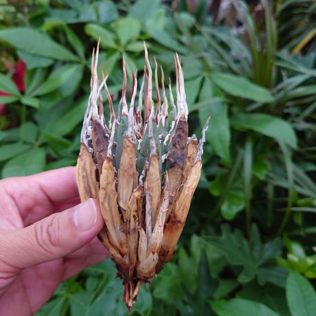 アガベ ユタエンシス ネバデンシス YN5 Agave uthaensis var. nevadensis