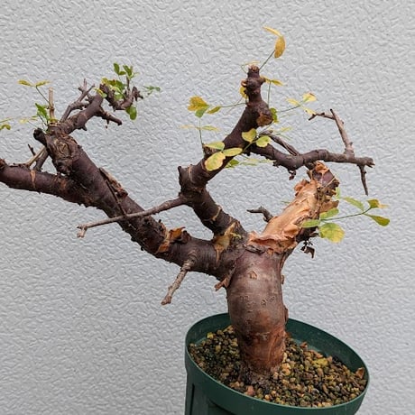 コミフォラ ボラネンシス 2 Commiphora boranensis
