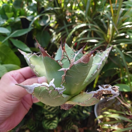 アガベ チタノタ オアハカ Agave titanota Oaxaca 11