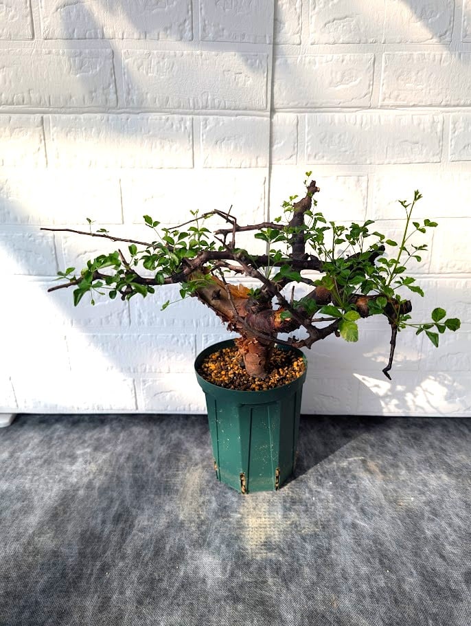 コミフォラ ボラネンシス 2 Commiphora boranensis | Mellow Yard
