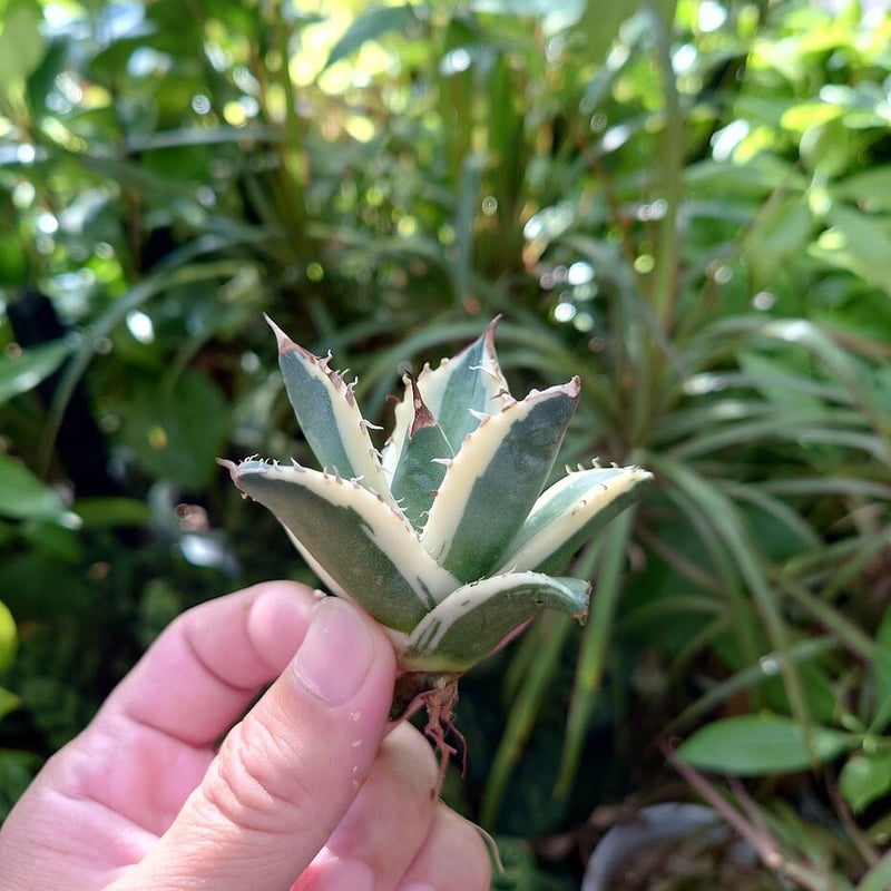 アガベ チタノタ スナグルトゥース ST12 | Mellow Yard