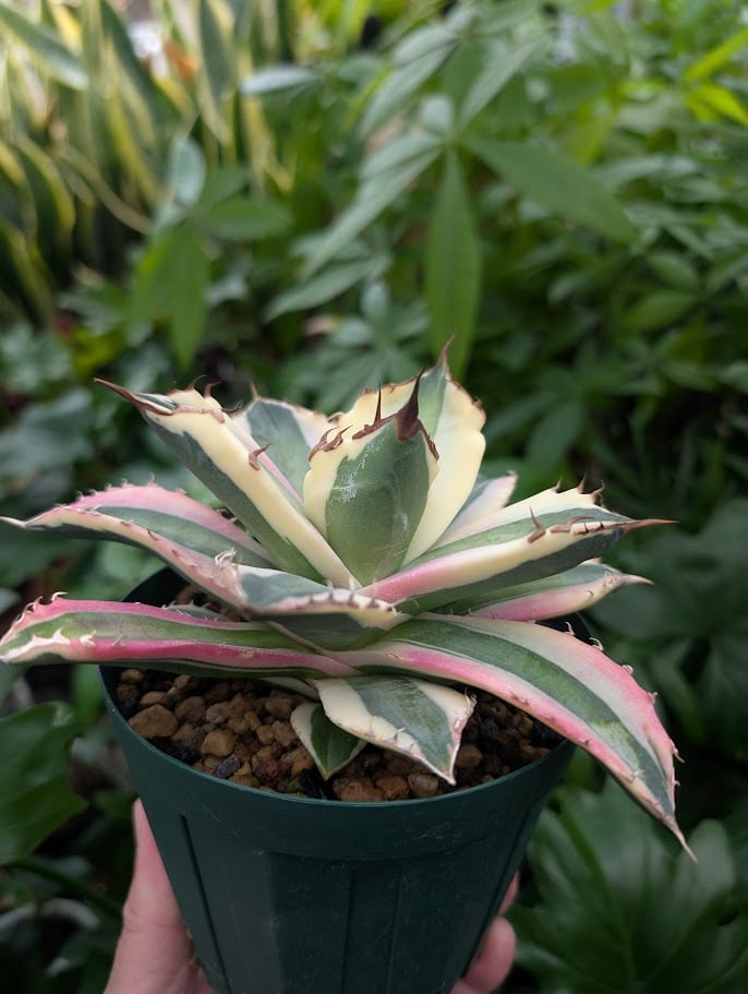 アガベチタノタスナグルトゥース アガベ チタノタ スナグルトゥース ST19 | Mellow Yard