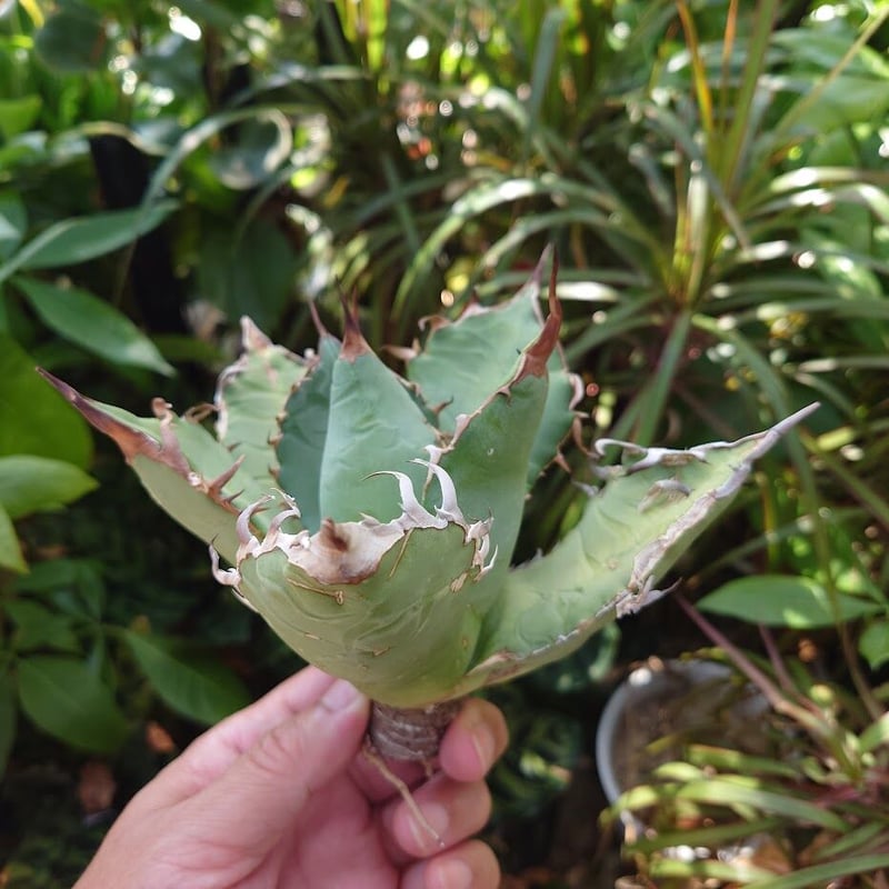 アガベ チタノタ オアハカ Agave titanota Oaxaca 8 楽天市場】agave titanota oaxaca アガベ チタノタ オアハカ