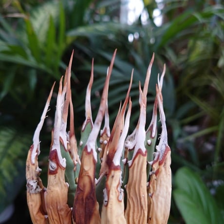 アガベ ユタエンシス ネバデンシス S2 Agave uthaensis var. nevadensis