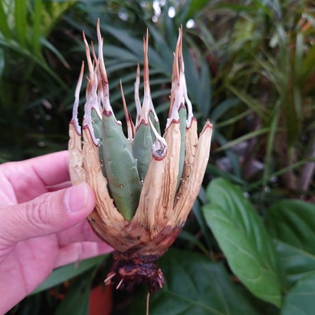 アガベ ユタエンシス ネバデンシス S2 Agave uthaensis var. nevadensis