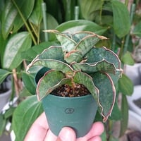no.3 Sansevieria sp. Mafinga Tanzania Dragon サンスベリア ドラゴンウィング