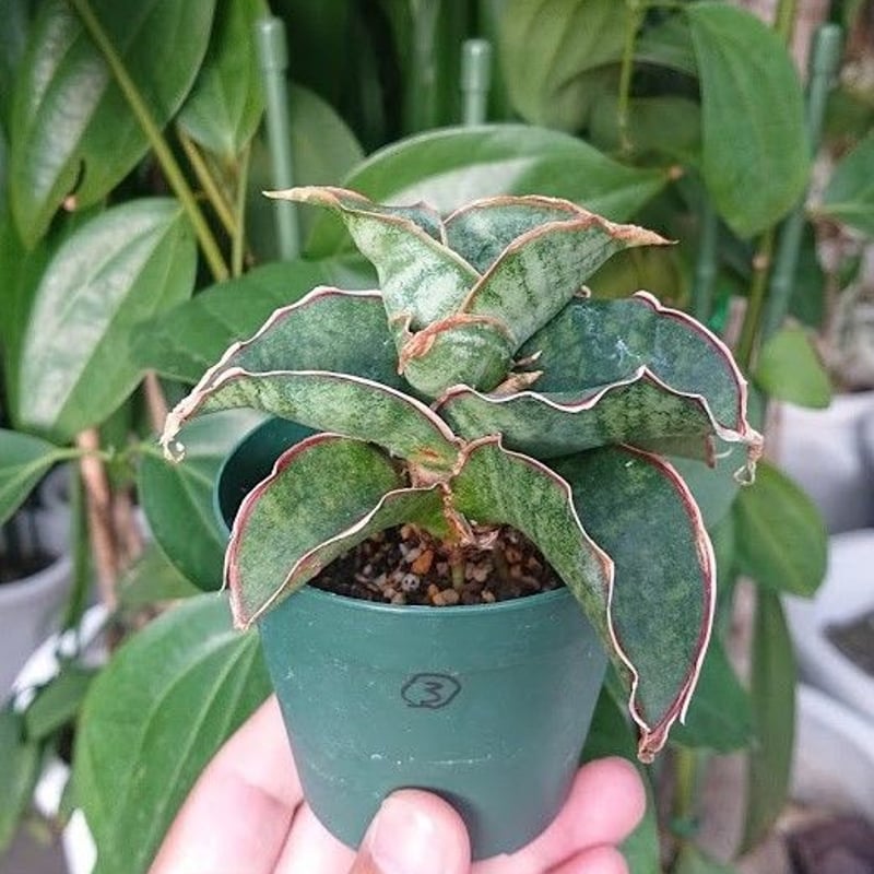 サンスベリア Sansevieria sp. Zululand A サンスベリア Sansevieria sp. Zululand A
