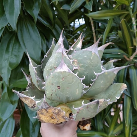 アガベ チタノタ オアハカ Agave titanota Oaxaca 3
