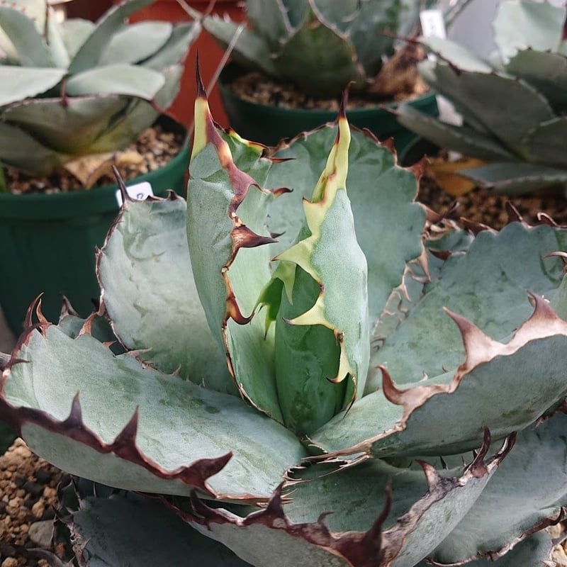 アガベ ブルーエンペラー リトルシャーク w40センチ (検索用チタノタ