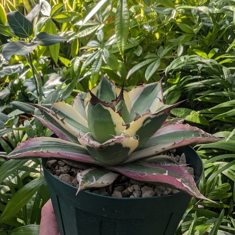 アガベ チタノタ スナグルトゥース ST15 | Mellow Yard