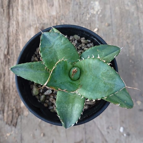no.5 アガベ チタノタ Agave titanota 【送料全国一律500円】