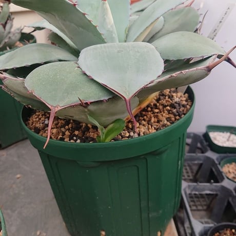no.2 子株付き アガベ パリー トランカータ agave parryi truncata 【発根済】