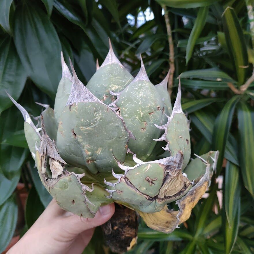 アガベ チタノタ オアハカ Agave titanota Oaxaca 3 | Mellow アガベ チタノタ オアハカ Agave titanota Oaxaca 3 | Mellow