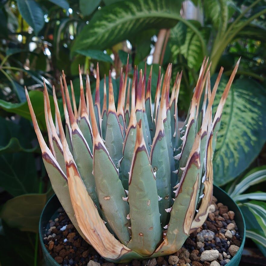 アガベ ユタエンシス ネバデンシス 8 Agave uthaensis var. nevade...