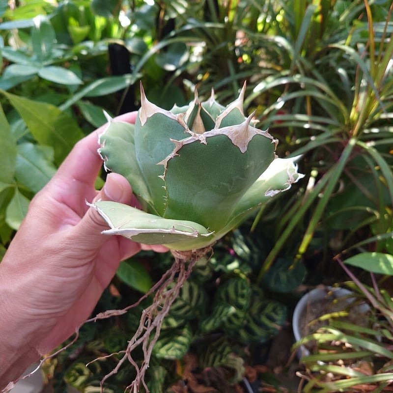 アガベ チタノタ オアハカ Agave titanota Oaxaca 15 | Mellow