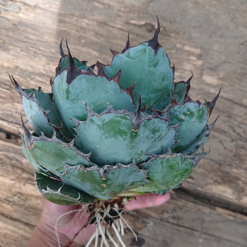 アガベ　チタノタ　ブラック&ブルー　B&B USA アガベ チタノタ ブラックアンドブルー Agave titanota black