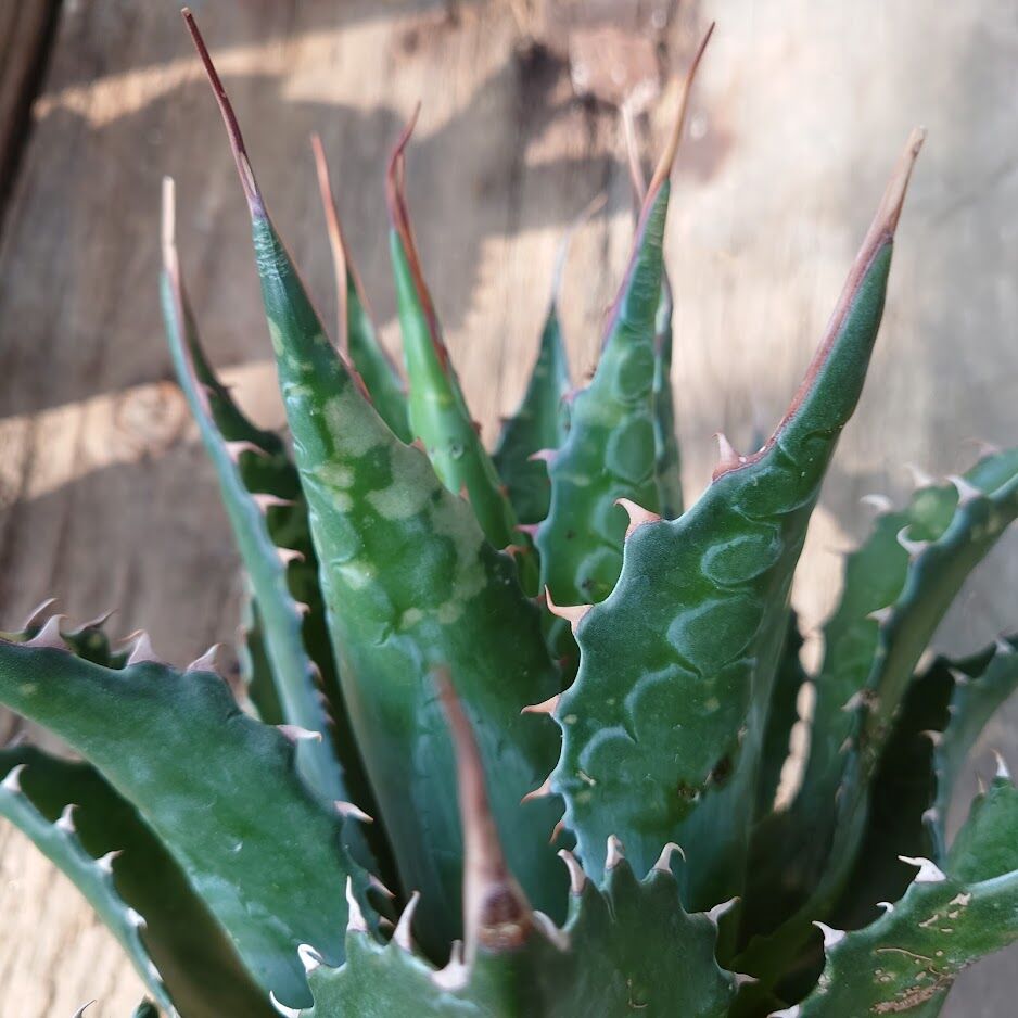 アガベ モンタナ Agave Montana 2 | Mellow Yard アガベ モンタナ Agave Montana 2 | Mellow Yard