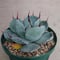 アガベ パリー トランカータ agave parryi truncata P1