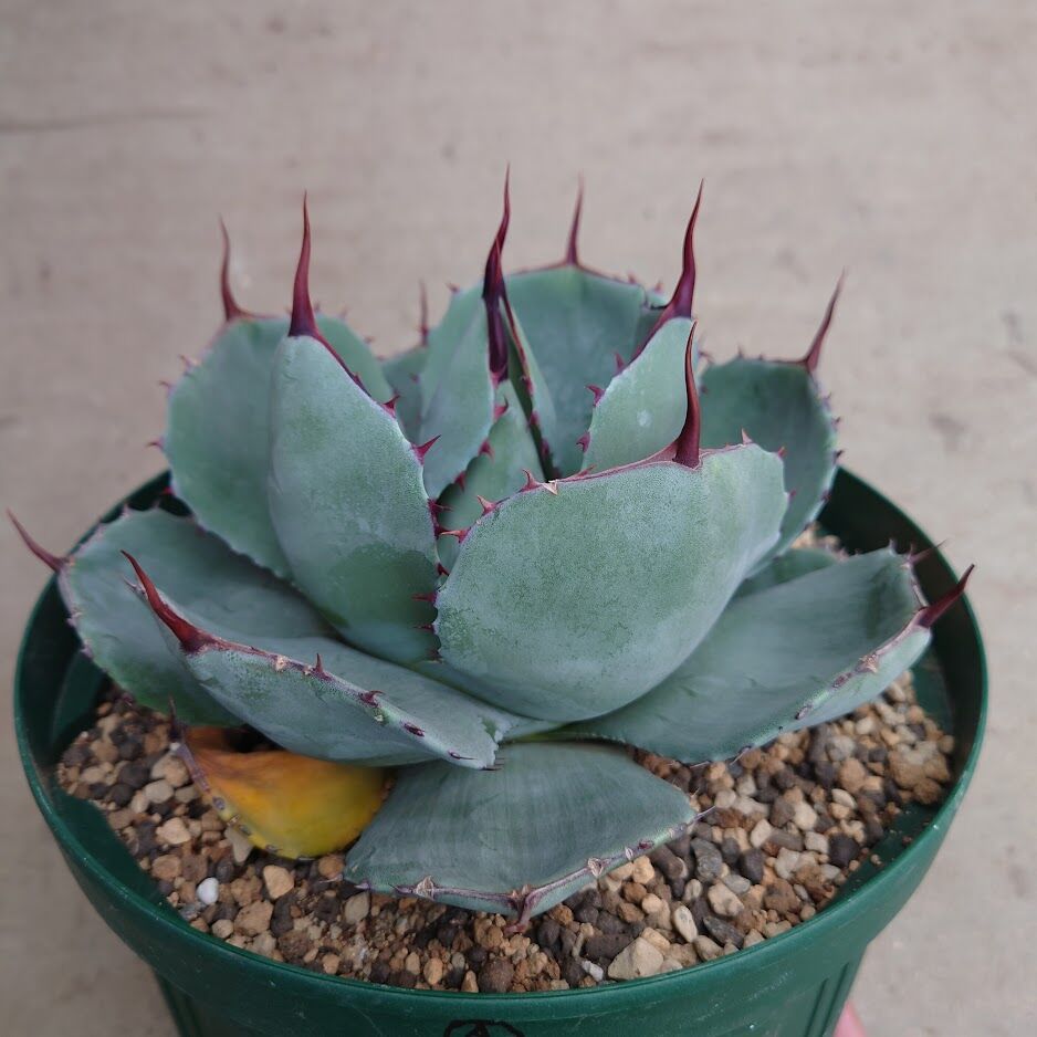 アガベ パリー トランカータ agave parryi truncata P1 | Mello アガベ パリー トランカータ agave parryi truncata P1 | Mello