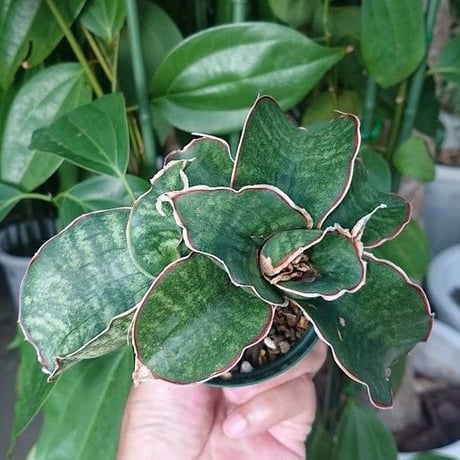 no.1 Sansevieria sp. Mafinga Tanzania Dragon サンスベリア ドラゴンウィング
