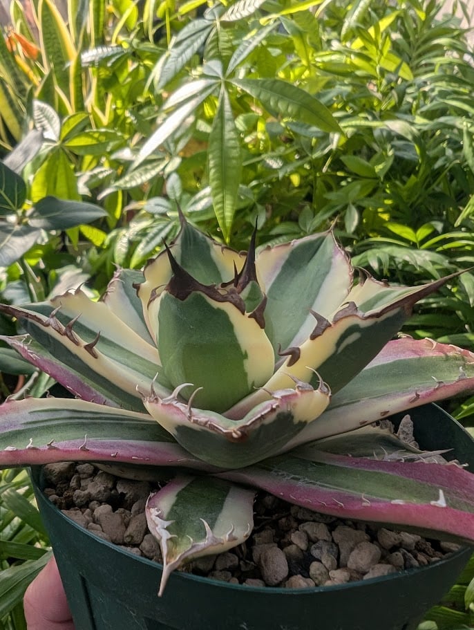 アガベ チタノタ スナグルトゥース ST15 | Mellow Yard