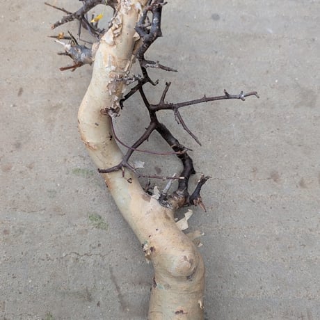 コミフォラ カタフ 7 （ピュアカタフ） Commiphora kataf