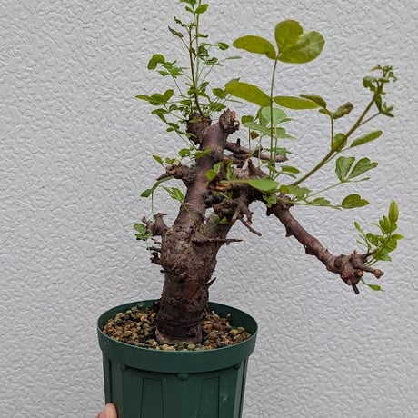 コミフォラ ボラネンシス 1 Commiphora boranensis