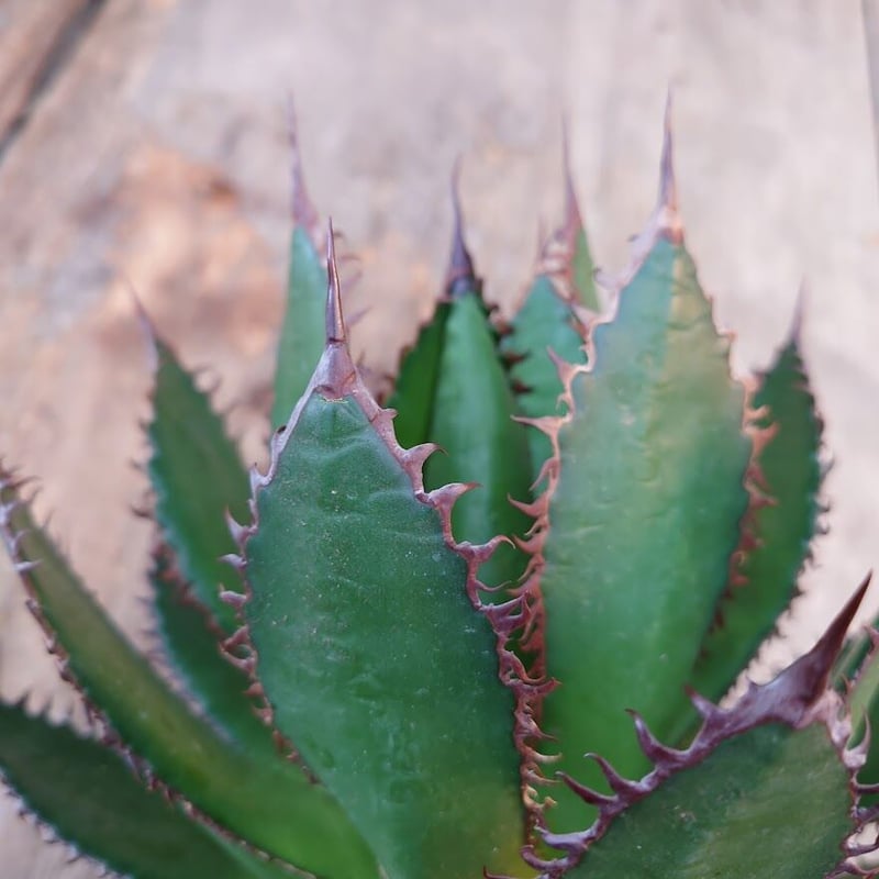 アガベ ホリダ agave horrida 1 【大株・美株】 | Mellow Yard アガベ ホリダ agave horrida 1 【大株・美株】 | Mellow Yard