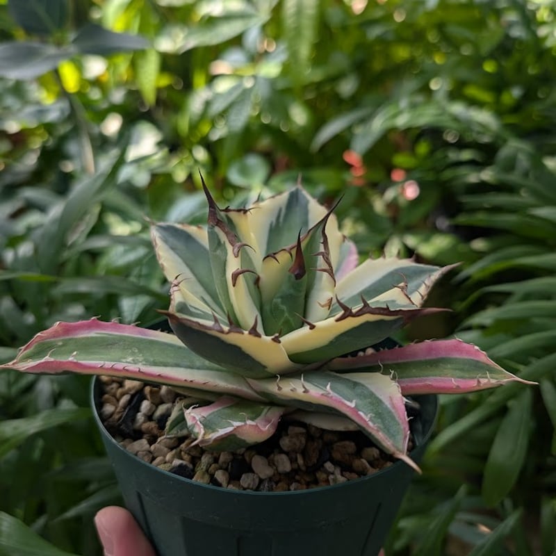 値下げ！！アガベ　チタノタ　スカグルトゥース　Snaggle Tooth アガベ チタノタ スナグルトゥース Agave titanota Snaggle