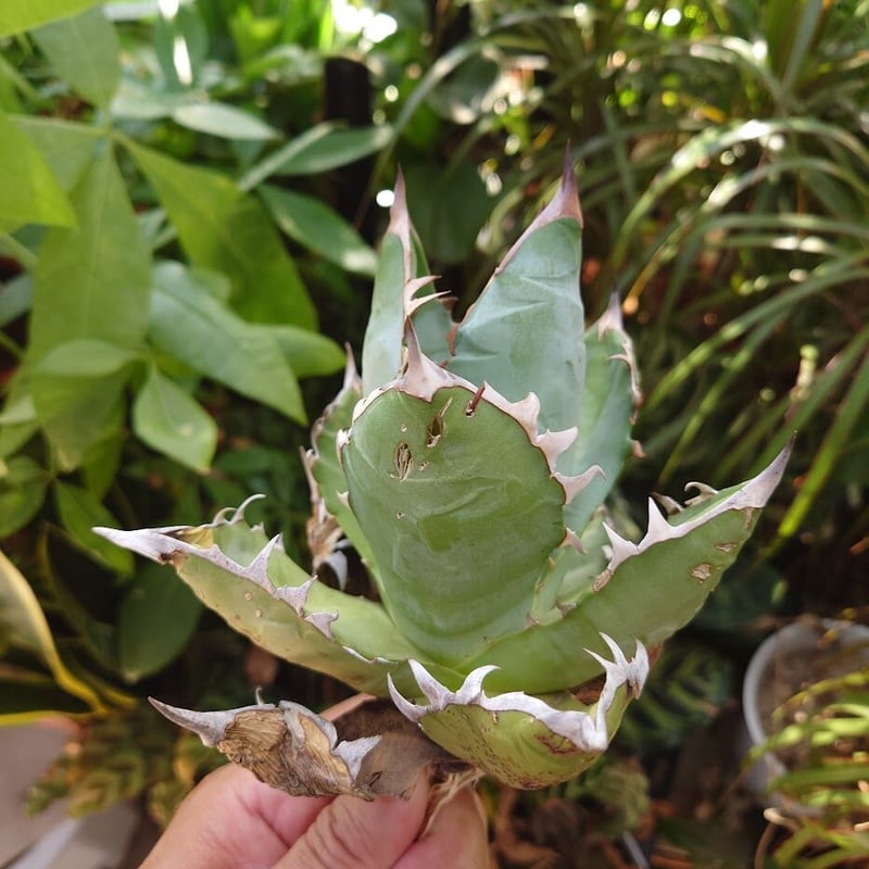 アガベ チタノタ オアハカ Agave titanota Oaxaca 14