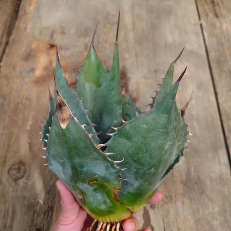 アガベ パラサナ グローブ agave parrasana globe 1【発根済】