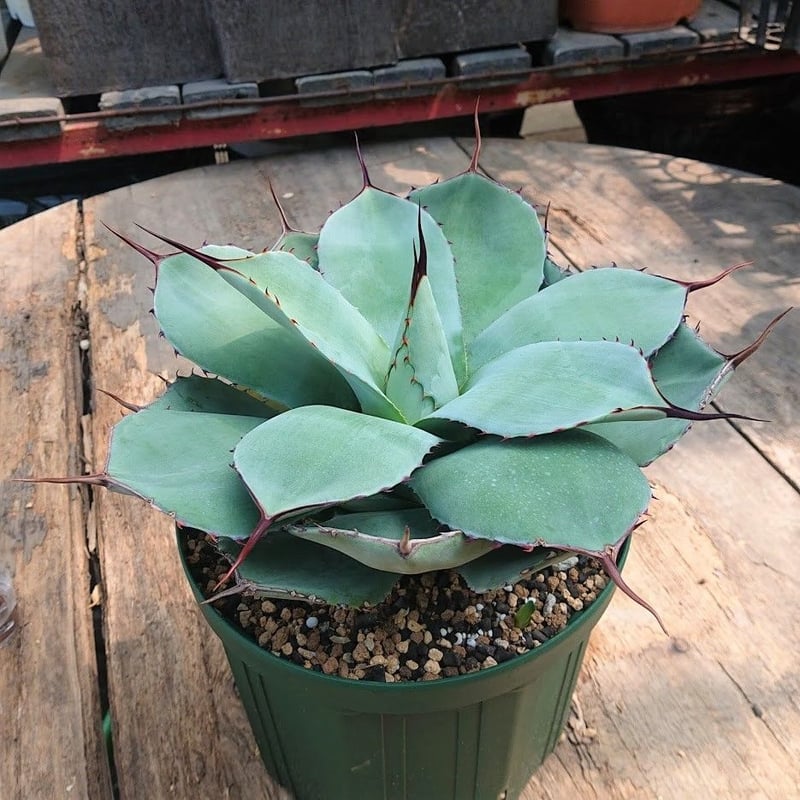 no.2 子株付き アガベ パリー トランカータ agave parryi truncata
