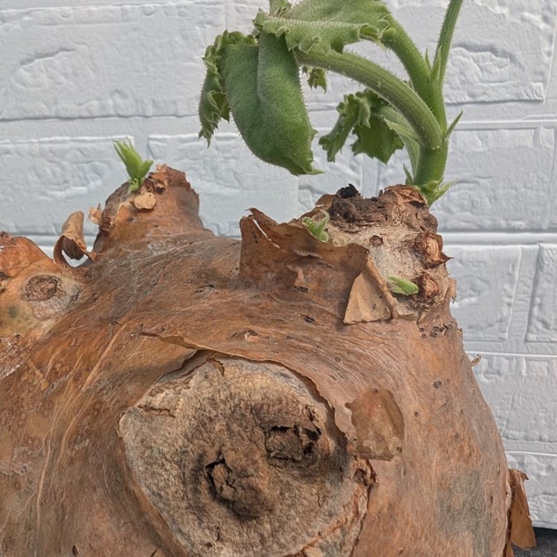 y*i様 キフォステンマ ウター マクロプス Cyphostemma macro キフォステンママクロプス | STORES